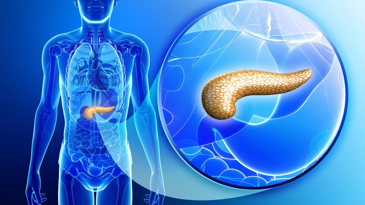 pancreas pancreas